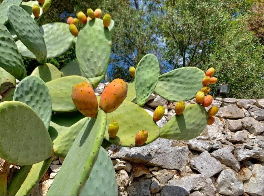 Trullo Dimora Di Pietra Gallipoli Baia Di Gallipoli Εξωτερικό φωτογραφία